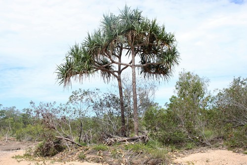 Pandanus brookei, 2017-12-07