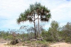 Pandanus brookei