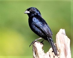 Volatinia jacarina splendens