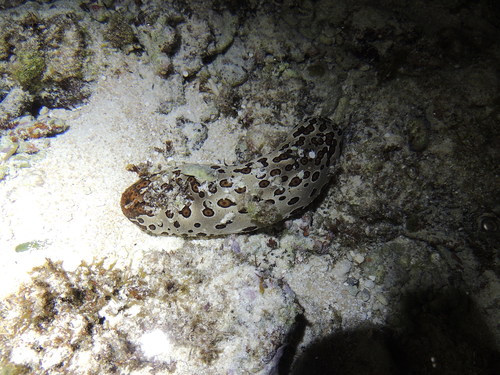 Bohadschia argus