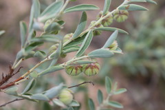 Phyllanthus fuernrohrii