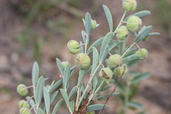 Phyllanthus fuernrohrii