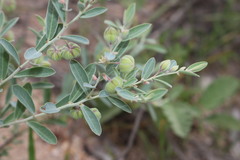 Phyllanthus fuernrohrii