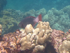 Chlorurus perspicillatus