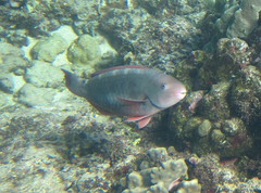 Chlorurus perspicillatus