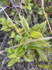 Veronica ligustrifolia