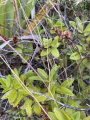 Veronica ligustrifolia