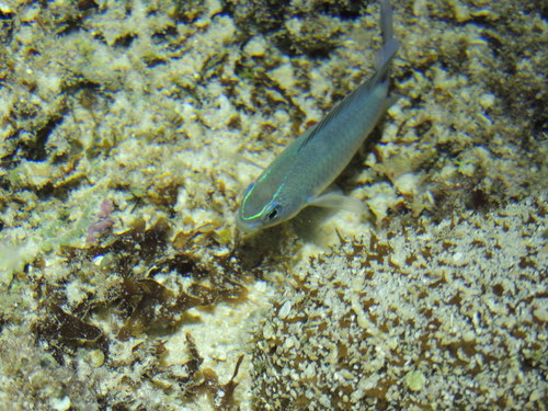 Pomacentridae
