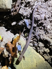 Plethodon virginia