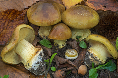 Cortinarius xanthochlorus