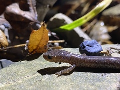 Plethodon virginia