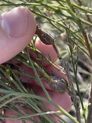 Gnorimoschema powelli