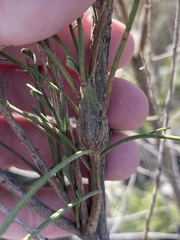 Gnorimoschema powelli