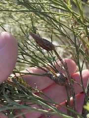 Gnorimoschema powelli