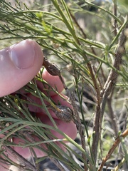 Gnorimoschema powelli