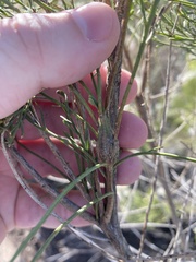 Gnorimoschema powelli