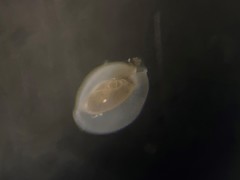Quinqueloculina