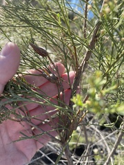 Gnorimoschema powelli