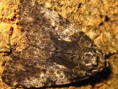 Gerbathodes paupera