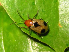 Paridea angulicollis