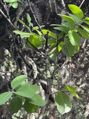 Santalum paniculatum