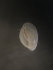 Quinqueloculina