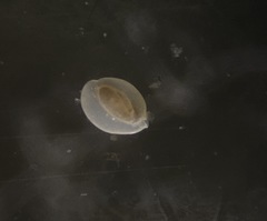 Quinqueloculina
