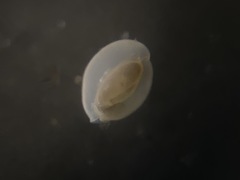 Quinqueloculina