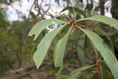 Acacia leptocarpa