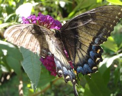 Papilio glaucus