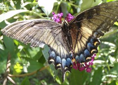 Papilio glaucus