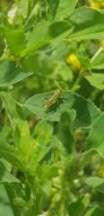 Orthoptera
