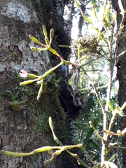 Hatiora salicornoides