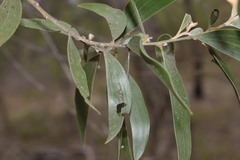 Acacia sparsiflora