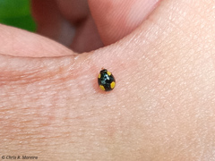 Hyperaspis esmeraldas