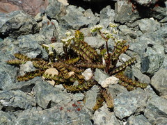 Anisotome aromatica