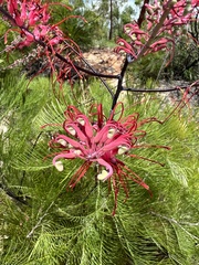 Grevillea dryandri