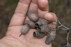Corymbia clarksoniana
