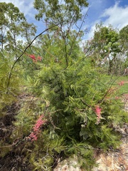 Grevillea dryandri