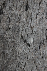 Corymbia clarksoniana