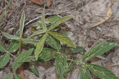 Flemingia parviflora