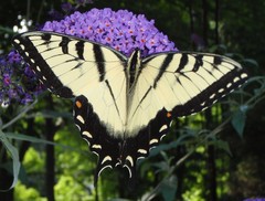 Papilio glaucus
