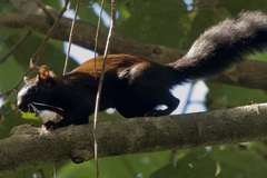 Sciurus variegatoides melania
