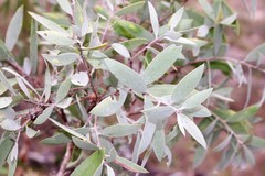 Melaleuca nervosa