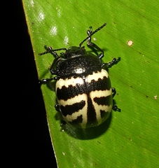 Platyphora flavozonata