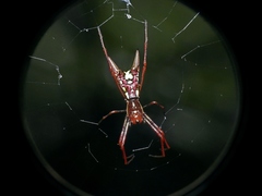Micrathena coca