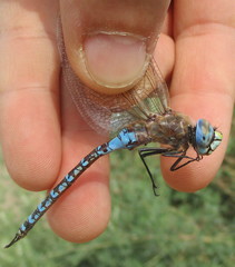 Rhionaeschna absoluta