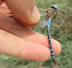 Rhionaeschna absoluta