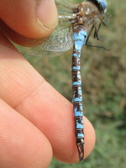 Rhionaeschna absoluta