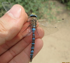 Rhionaeschna absoluta